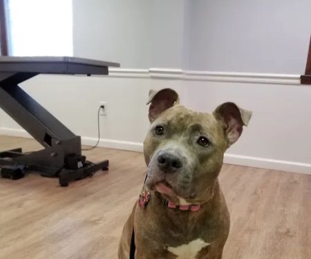 All Paws Dermatology & Allergy