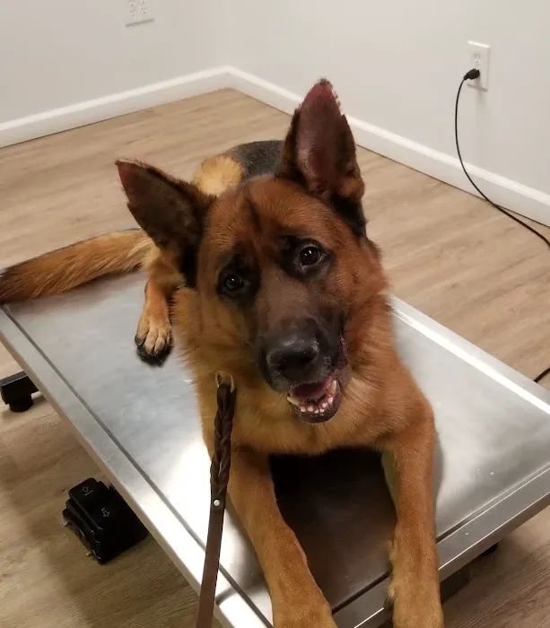 All Paws Dermatology & Allergy Picture 2