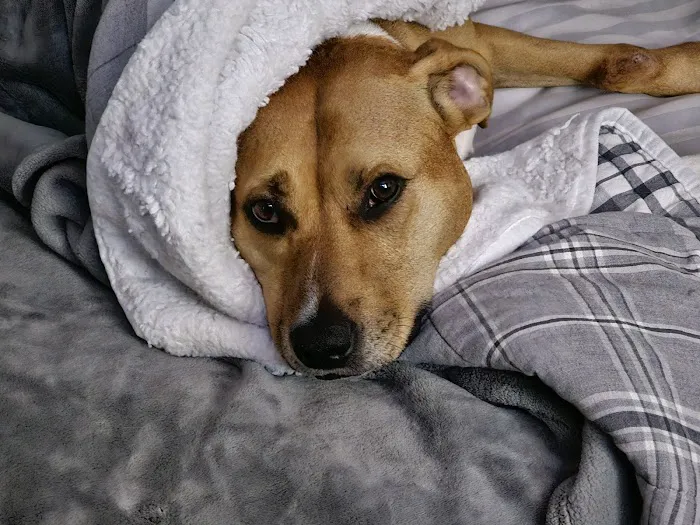 All Paws Dermatology & Allergy Picture 5