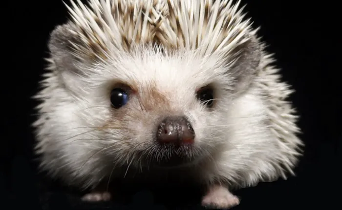 Muddy Creek Hedgehogs LLC Picture 2