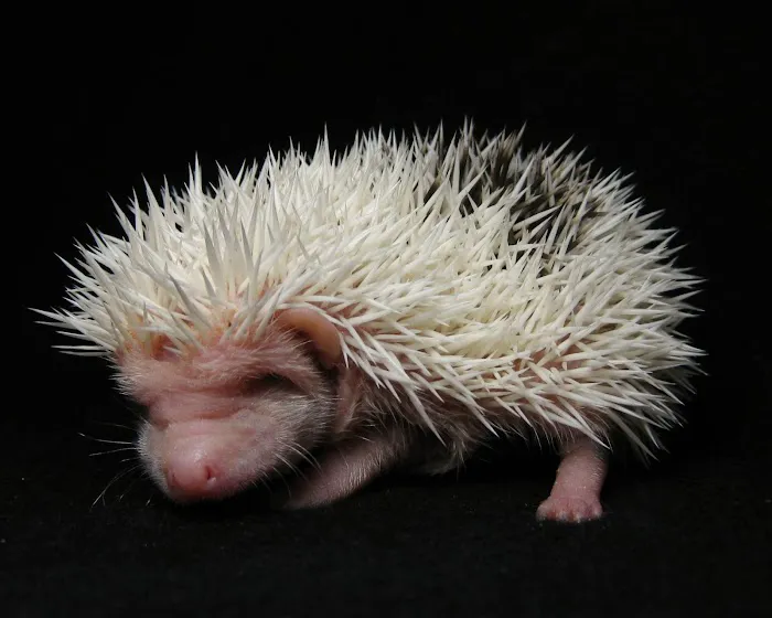 Muddy Creek Hedgehogs LLC Picture 1