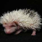 Muddy Creek Hedgehogs LLC