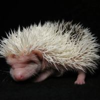 Muddy Creek Hedgehogs LLC ico