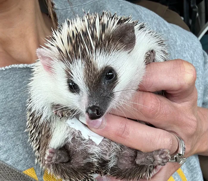 Muddy Creek Hedgehogs LLC Picture 3