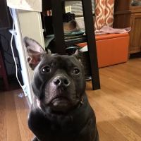 Bloomfield Animal Clinic, Dr. J Felix Escudero, DVM ico
