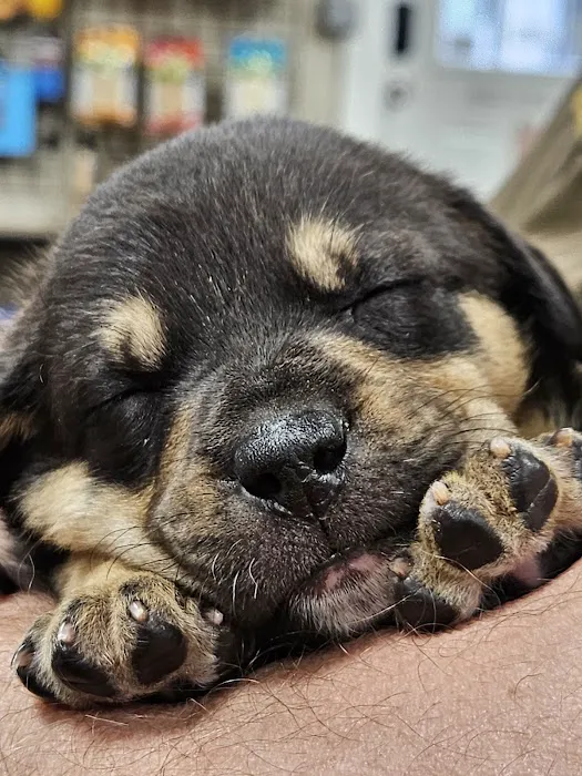Pupper Budder Treats Picture 6