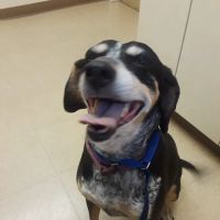 Montclair Animal Hospital ico