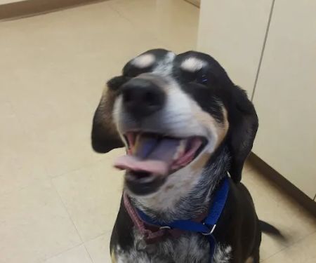 Montclair Animal Hospital
