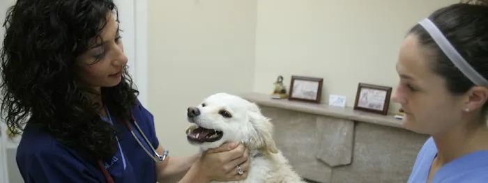 Montclair Animal Hospital Picture 2