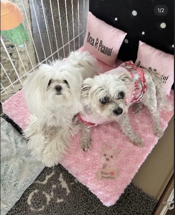 Pups In Cradle Picture 1
