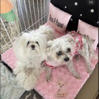 Pups In Cradle ico