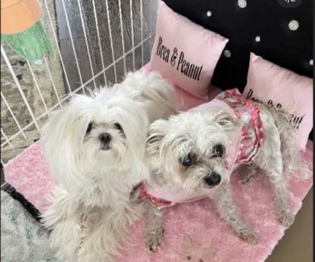 Pups In Cradle