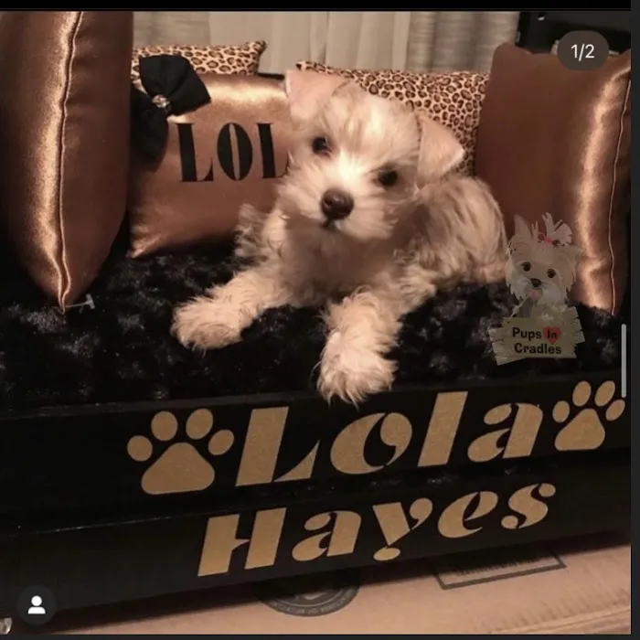 Pups In Cradle Picture 2