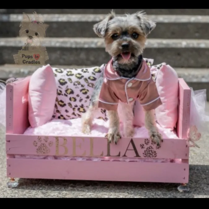 Pups In Cradle Picture 10