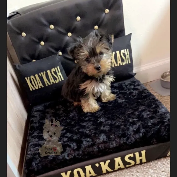 Pups In Cradle Picture 4