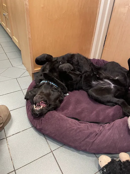 Katz & Dogs Animal Hospital Picture 6