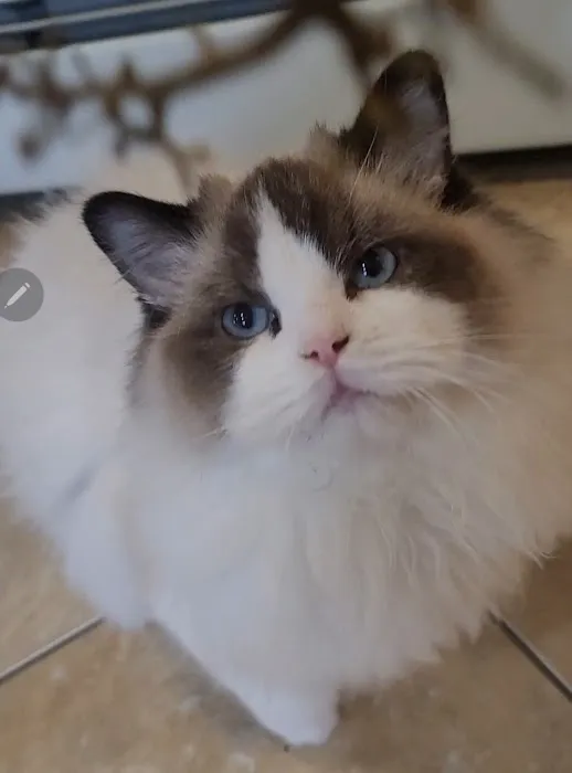 Ragdoll Cats by CiCi Picture 10
