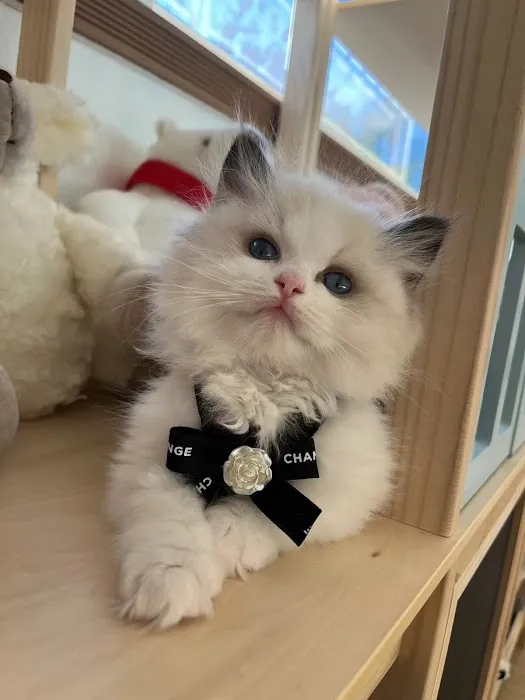 Ragdoll Cats by CiCi Picture 8