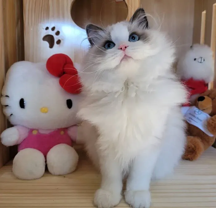 Ragdoll Cats by CiCi Picture 1