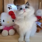 Ragdoll Cats by CiCi
