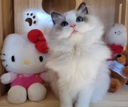 Ragdoll Cats by CiCi