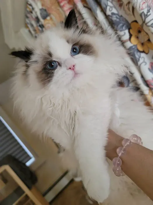 Ragdoll Cats by CiCi Picture 5
