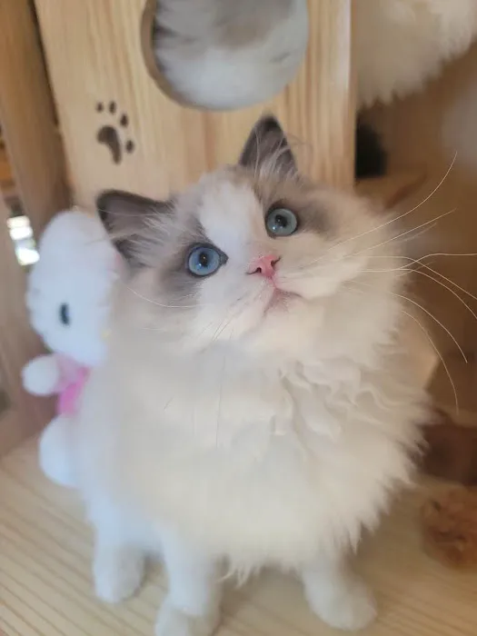 Ragdoll Cats by CiCi Picture 3