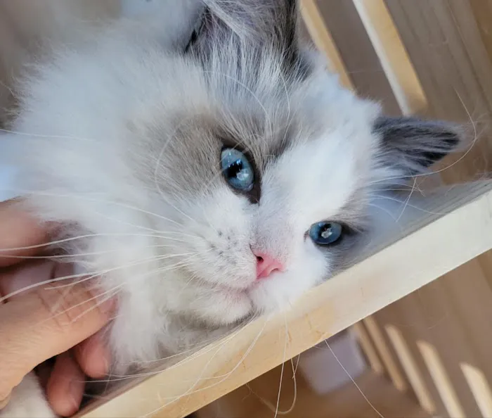 Ragdoll Cats by CiCi Picture 4