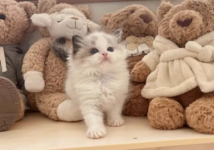 Ragdoll Cats by CiCi Picture 9