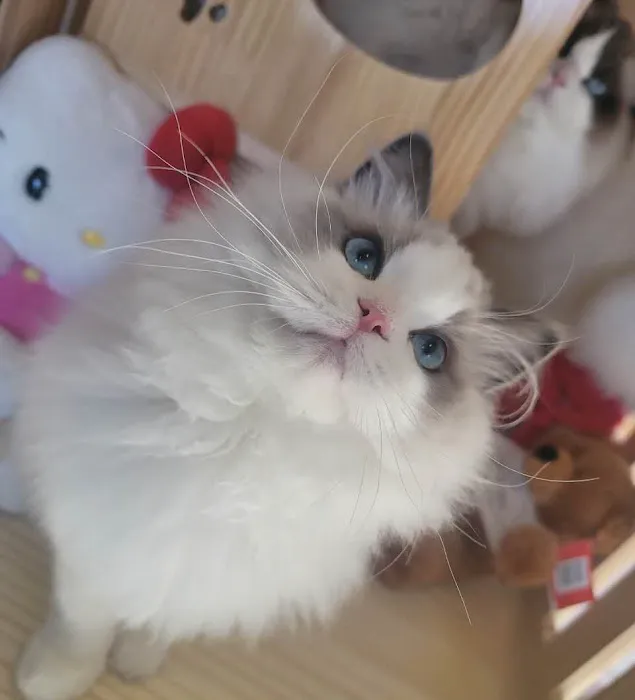 Ragdoll Cats by CiCi Picture 2