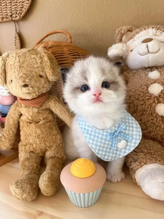 Ragdoll Cats by CiCi Picture 7
