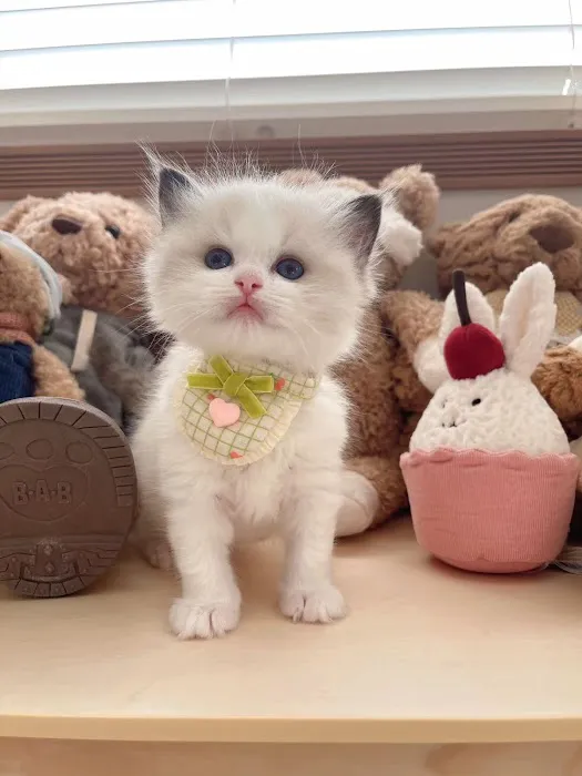 Ragdoll Cats by CiCi Picture 6