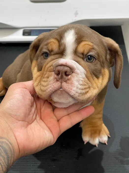 Bully Zone K9 Clinic Picture 5