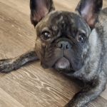 Bully Zone K9 Clinic