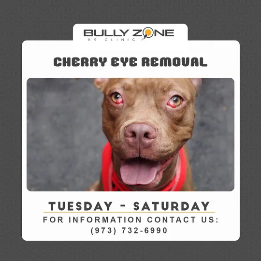 Bully Zone K9 Clinic Picture 9