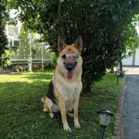 Belleville Animal Hospital ico