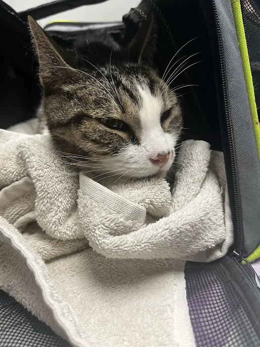 Arlington Dog & Cat Hospital Picture 1