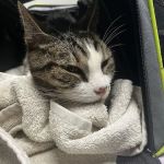 Arlington Dog & Cat Hospital