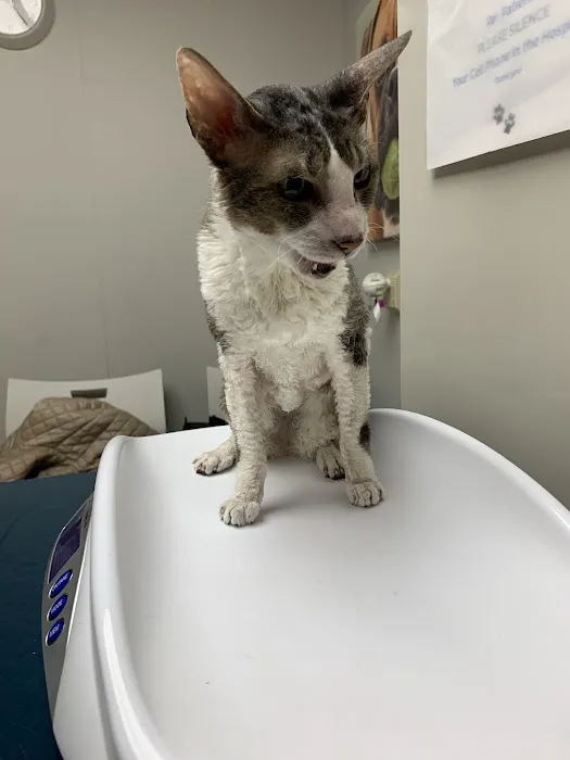 Arlington Dog & Cat Hospital Picture 2