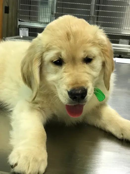 Arlington Dog & Cat Hospital Picture 10