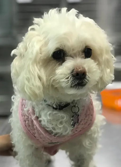 Arlington Dog & Cat Hospital Picture 4