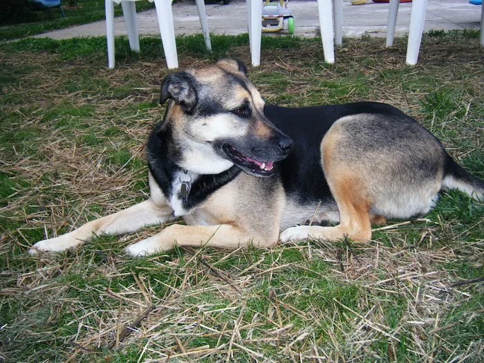 Fairview Pet Center Picture 9