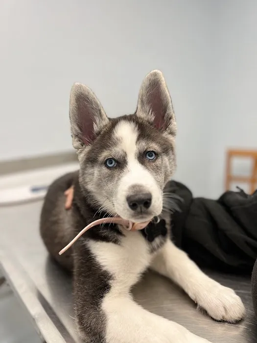 Ridge Road Animal Hospital Picture 2
