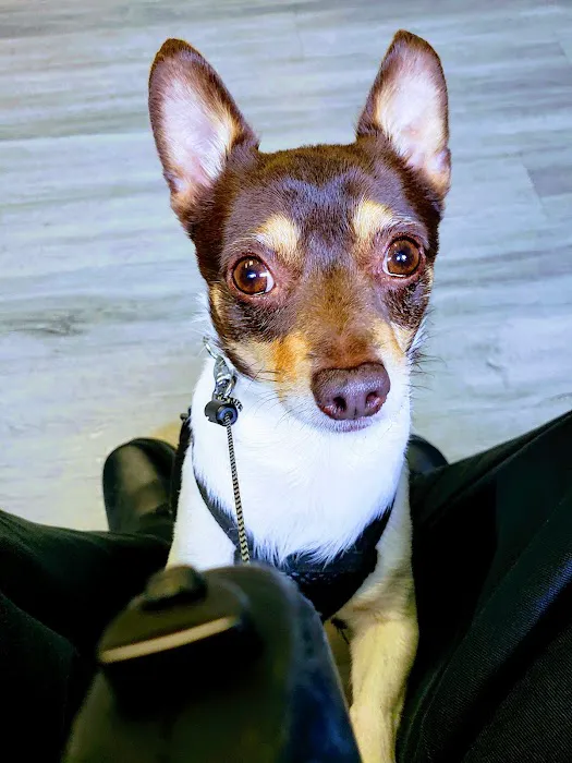 Ridge Road Animal Hospital Picture 9