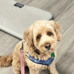 Ridge Road Animal Hospital