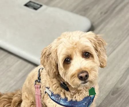 Ridge Road Animal Hospital