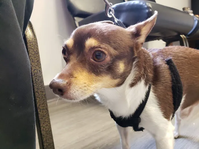Ridge Road Animal Hospital Picture 8