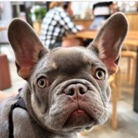 Southern Ocean Animal Hospital ico
