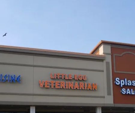 Little Egg Veterinarian