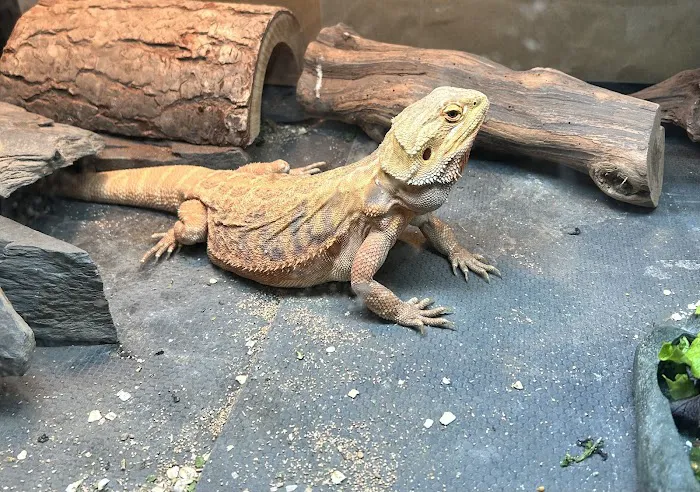 Josh's Frogs Picture 10